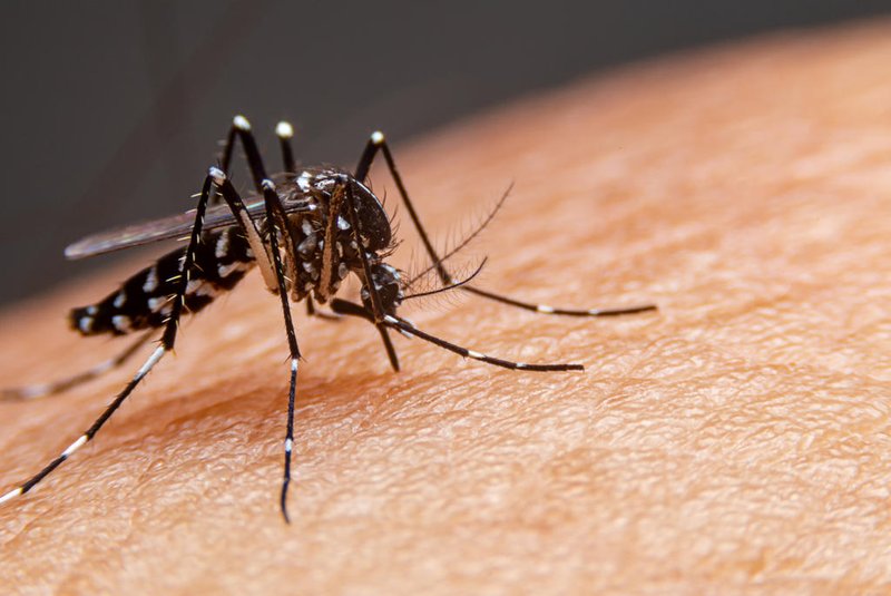 Aedes Aegypti
