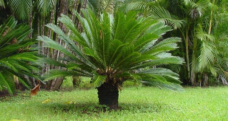 Palmeira Cica