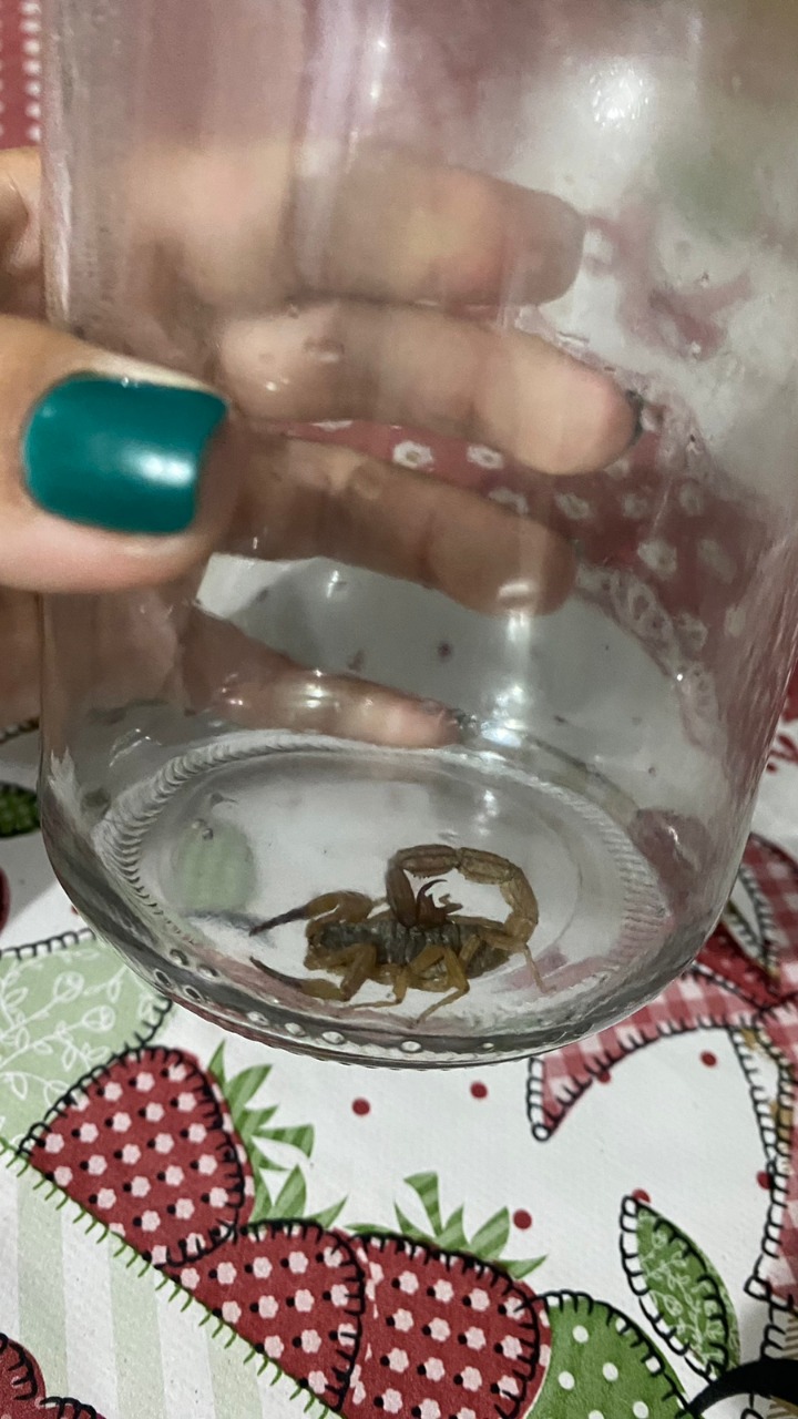 Escorpião