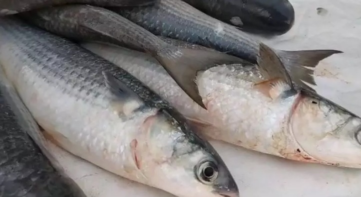 Peixes foram capturados nas proximidades da Praia de Salinas – Foto: Mateus Rita/Nós do Litoral/Reprodução