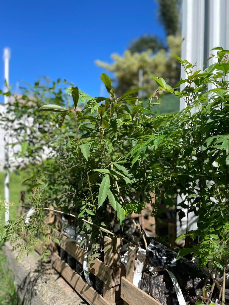 IMP adere a campanha de conscientização ambiental do Junho Verde