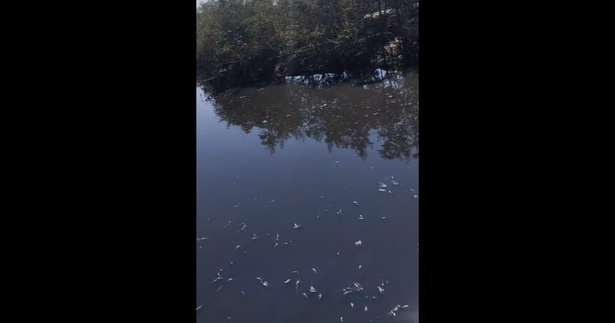 Peixes mortos chamam atenção de moradores no rio Cachoeira, em Joinville