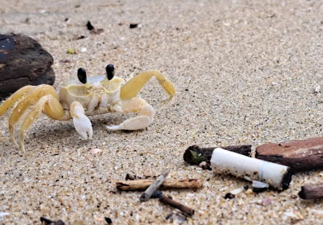 Projeto Coza Mash Quirida recicla lixo oceânico e dá lição de conscientização ambiental