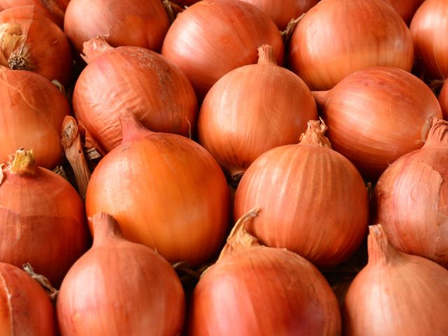 Colheita da cebola avança em SC com expectativa de aumento na produção