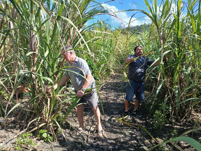 Com acesso a políticas públicas, produtores de cana de Penha ampliam e modernizam atividade