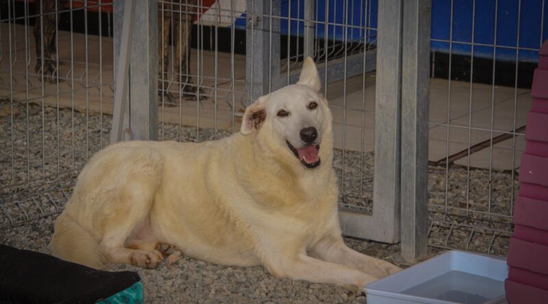 Navegantes promove feira de adoção de cães e gatos neste sábado (27)