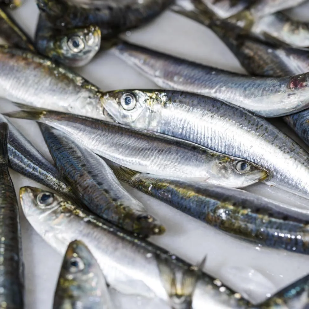 Quatro toneladas de sardinha serão distribuídas à população por empresa de Barra Velha na quinta-feira (2)