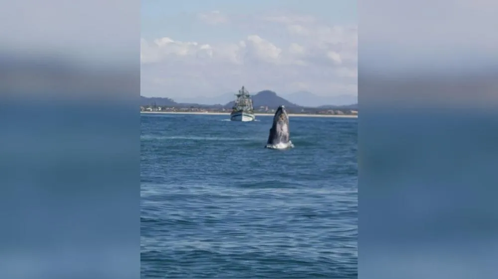 Baleia-jubarte dá show na praia em São Francisco do Sul