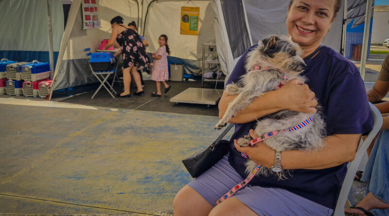 Navegantes abre inscrições para mutirão de castração de cães e gatos em abril