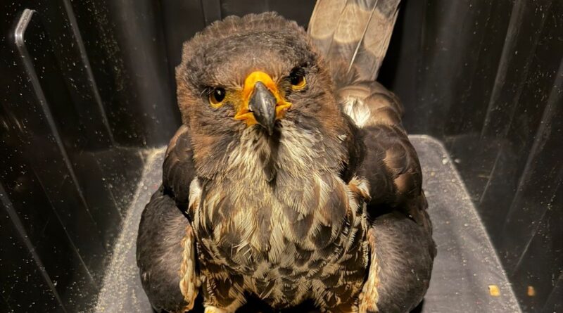 Instituto Ambiental resgata gavião ferido em Navegantes