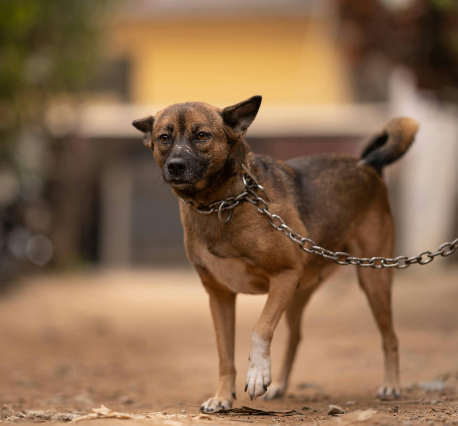 Penha reforça defesa animal com multas mais severas para maus-tratos