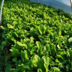 Prefeitura lança Chamada Pública para fornecimento de alimentos da agricultura familiar à merenda escolar