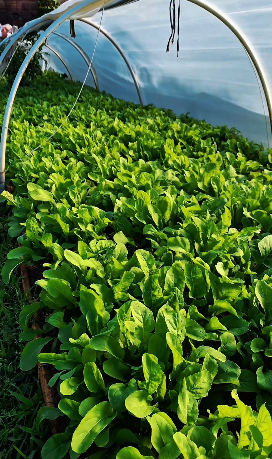 Prefeitura lança Chamada Pública para fornecimento de alimentos da agricultura familiar à merenda escolar