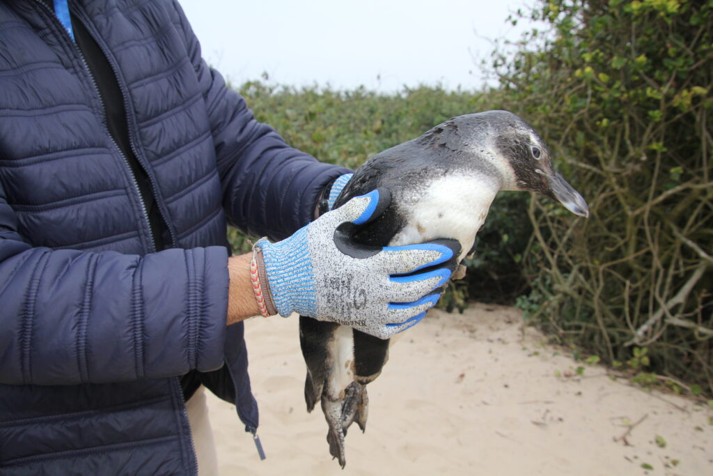 IAN orienta população sobre presença de pinguins nas praias do município