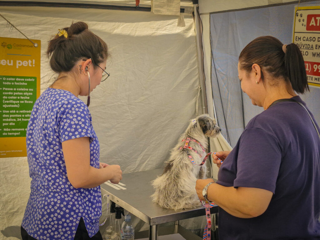 Prefeitura de Navegantes promove mutirões de castração de cães e gatos em setembro