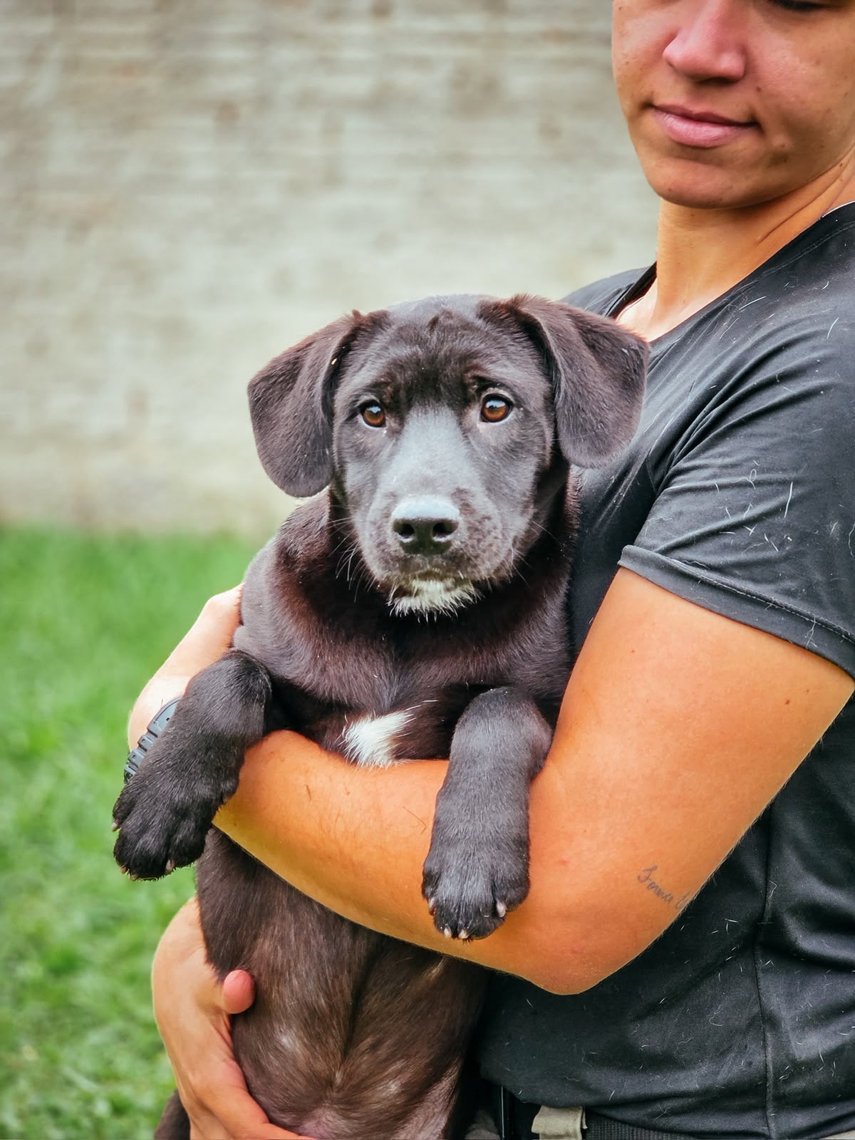 Feira de Adoção terá mais de 10 cachorros disponíveis em Balneário Piçarras