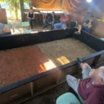 Rinha clandestina com mais de 60 galos é flagrada polícia em Massaranduba