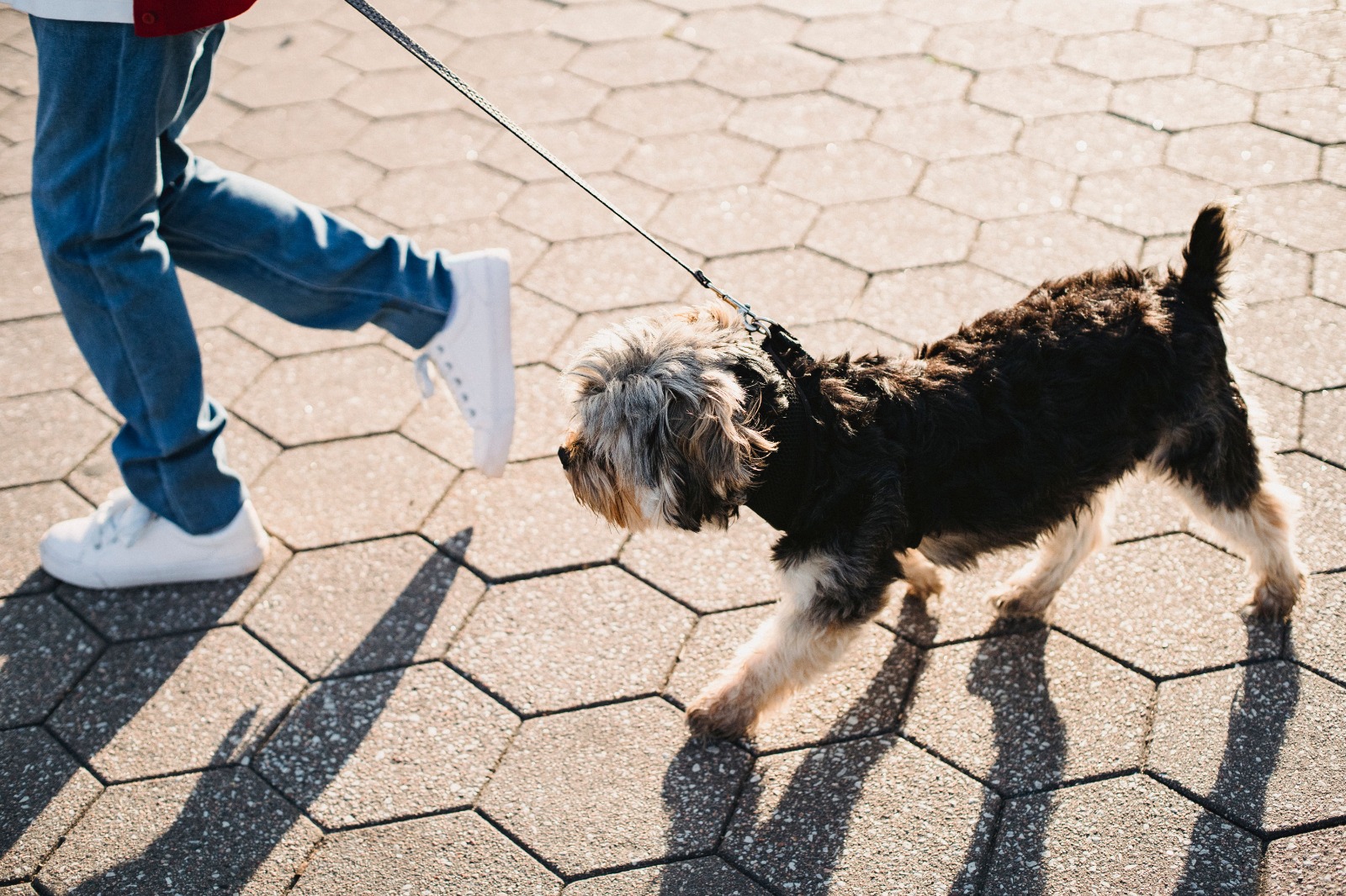 Pet Day Araquari reúne cuidados, diversão e atividades para animais no Parque Refúgio dos Pássaros