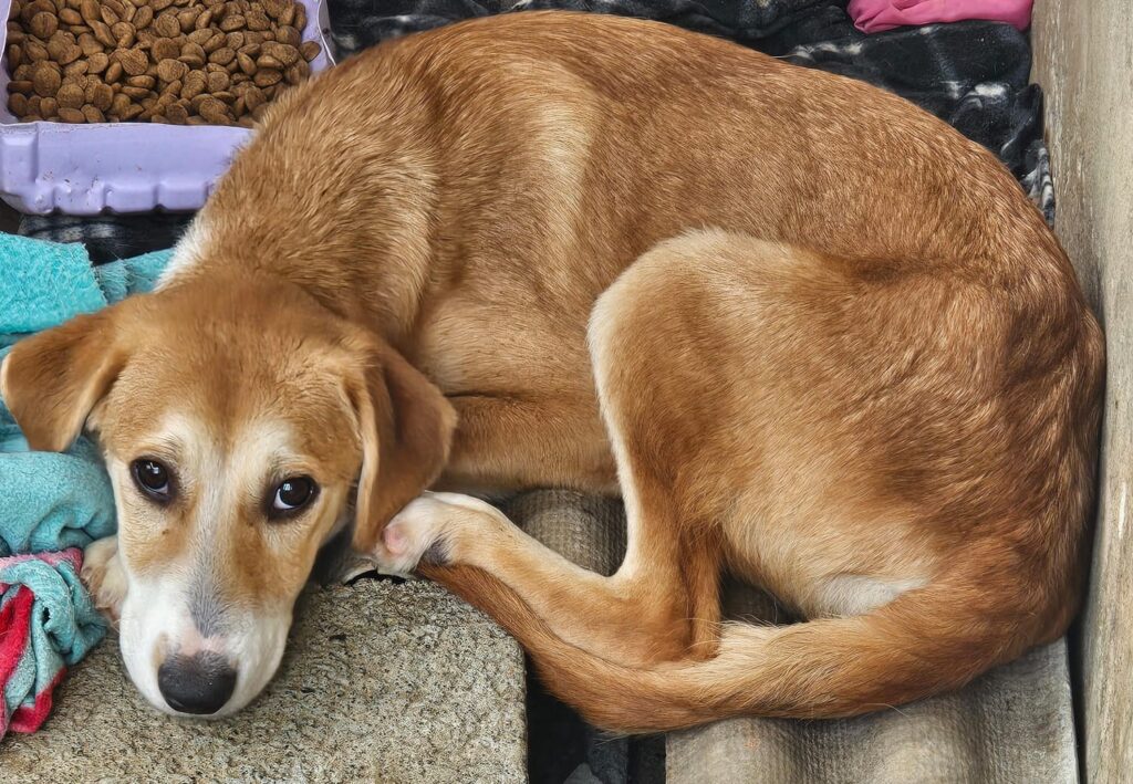 Navegantes promove feira de adoção de cães e gatos neste sábado (17)