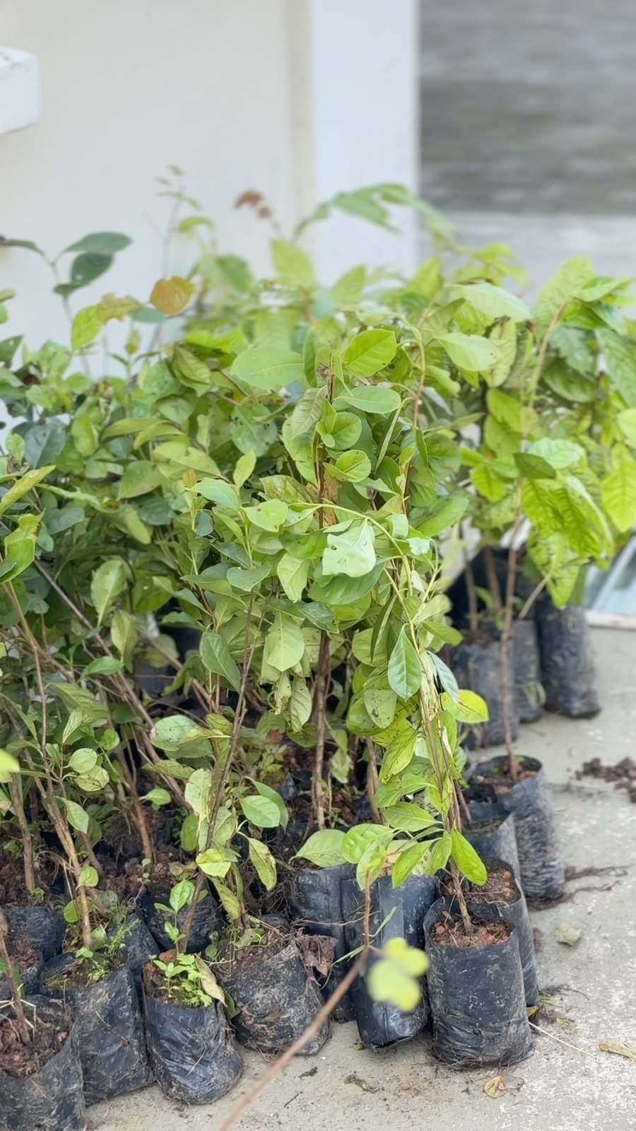 Plante São Chico distribui cerca de 4 mil mudas nativas e terá continuidade