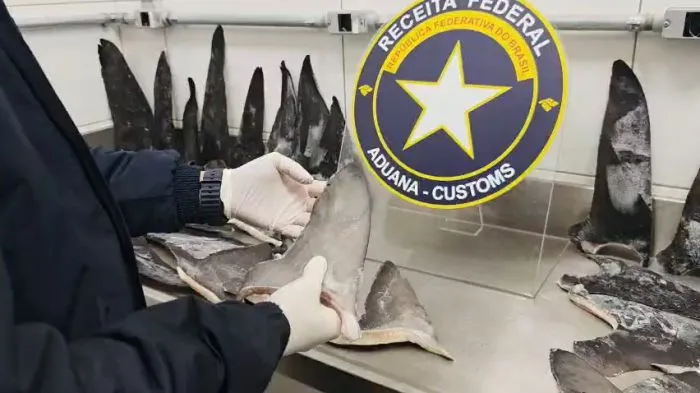 Receita Federal apreende mais de 17 toneladas de barbatanas no porto de Itapoá